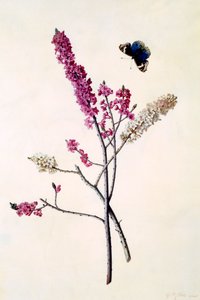 Daphne Mezereum z motylem, ok. 1900 r. 1740 ręcznie kolorowane grawerowanie. autorstwa "Georg Dionysius Ehret