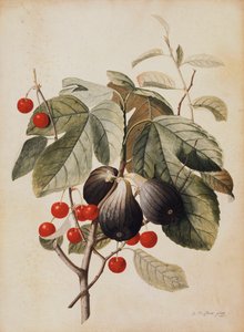 Figi i Wiśnie, 1747 autorstwa Georg Dionysius Ehret