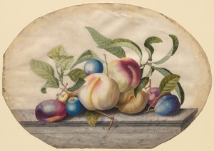 Kompozycja owocowa: brzoskwinie i śliwki na płycie marmurowej, 1742. autorstwa Georg Dionysius Ehret