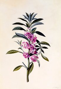 Balsam Ogrodowy Niecierpek Balsamina 1746 ręcznie kolorowane grawerowanie.