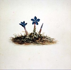 Gencjana autorstwa Georg Dionysius Ehret