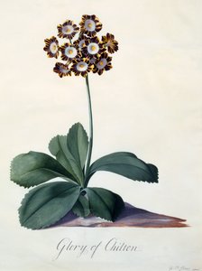 Chwała Chilton ok. 1745 ręcznie kolorowany grawerunek. autorstwa "Georg Dionysius Ehret