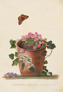 Hepatica trifolia (Nobilis), 1745 (gwasz na welinie) autorstwa Georg Dionysius Ehret