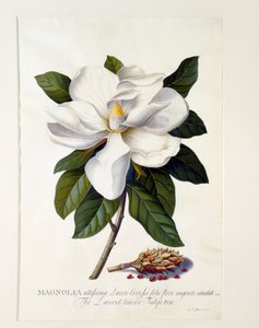 Magnolia Grandiflora, ok. 1900 r. 1743 ręcznie kolorowane grawerowanie.