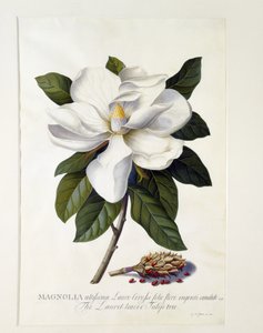 Magnolia grandiflora, ok. 1743 (rycina ręcznie kolorowana)