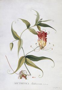 Metonika, autorstwa Georg Dionysius Ehret
