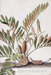 Palma amerykańska, autorstwa Georg Dionysius Ehret