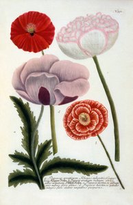 Papaver, 1737 ręcznie kolorowany grawerunek.