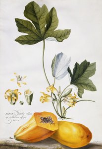 Papaja,