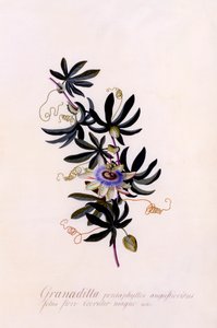 Passiflora Granadilla, ok. 1900 r. 1745 ręcznie kolorowany grawerunek. autorstwa "Georg Dionysius Ehret