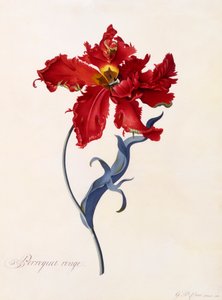 Perroquet Rouge, ok. 1930 1744 ręcznie kolorowane grawerowanie.