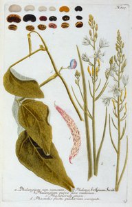 Falangium, 1737 ręcznie kolorowany grawerunek. autorstwa "Georg Dionysius Ehret
