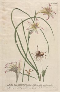 Wybrane rośliny 39 - Lilio-Gladiolus. autorstwa Georg Dionysius Ehret