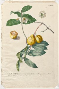 Wybrane rośliny 43 - Guaiaba. autorstwa Georg Dionysius Ehret