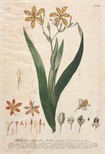Wybrane rośliny 52 - Ixia. autorstwa Georg Dionysius Ehret