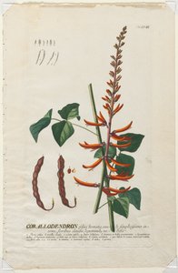 Wybrane rośliny 58 - Korallodendron. autorstwa Georg Dionysius Ehret