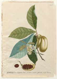 Wybrane rośliny 5 - Anona. autorstwa Georg Dionysius Ehret