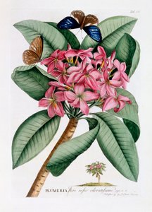 Plumeria, ok. 1749 ręcznie kolorowane grawerowanie .