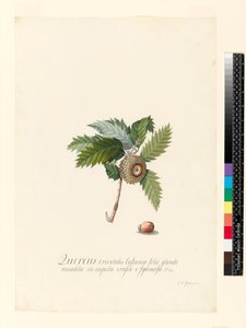 Quercus Orientalis, 1742 (toaleta i kolor nadwozia na welinie)