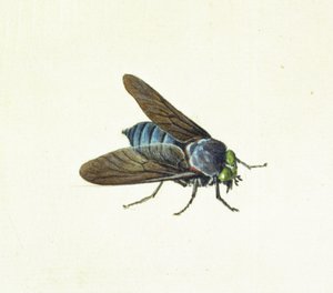 Mucha, XVIII wiek autorstwa Georg Dionysius Ehret