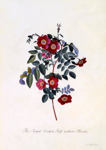 Królewska Dziewica Róża bez cierni 1745 ręcznie kolorowany grawerunek. autorstwa "Georg Dionysius Ehret