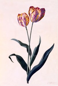 Tulipan, ok. 1744 ręcznie kolorowane grawerowanie. autorstwa "Georg Dionysius Ehret