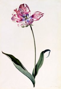 Tulipan, ok. 1745 ręcznie kolorowany grawerunek.