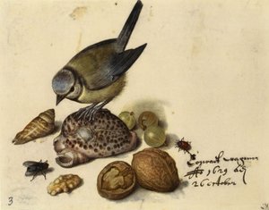 Martwa natura z modraszka, muszle, owoce i owady, 1629. autorstwa Georg Flegel