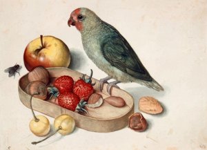 Martwa natura z papugą karłowatą