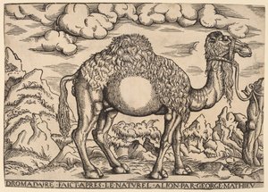 Dromader autorstwa Georg Mattheus