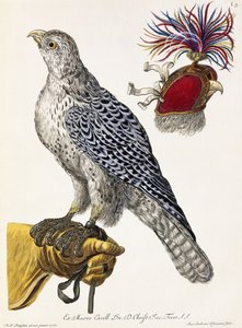 Sokolnictwo, płyta 3, z „Delights of Nature Selected”, 1771 autorstwa Georg Wolfgang Knorr