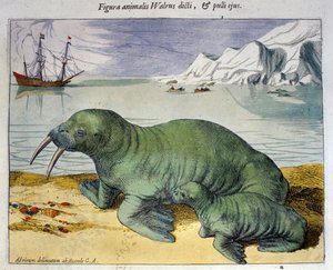 Przedstawienie morsa, zwierzęcia polarnego. Grawerowanie z Atlas przez Braun & Hogenberg, Amsterdam 1590 autorstwa Georg Braun and Hogenberg Franz