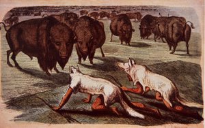 Indianie z równin północnoamerykańskich podkradają się na pasące się bawoły, nosząc wilcze skóry, ok. 1840 r. (kolor lito) autorstwa George (after) Catlin