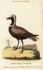Sieweczka złota lub sieweczka plamista , Pluvialis dominica autorstwa George (after) Edwards