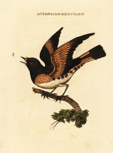Kopciuszek amerykański , Setophaga ruticilla autorstwa George (after) Edwards