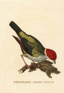Gniady tanager , Tangara gyrola