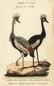 Koronnik czarny, Balearica pavonina