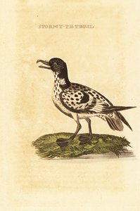 Petrel Cape , capense Daption autorstwa George (after) Edwards