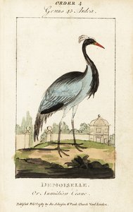 Damsel lub żuraw numidyjski, Grus virgo
