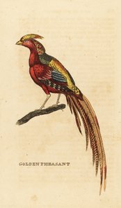 Bażant złocisty, Chrysolophus pictus