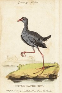 Byczek siwy , Porphyrio poliocephalus autorstwa George (after) Edwards