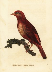 Guianan red cotinga, rzeźnik feniksa