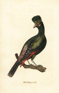 Guinea turaco lub zielony turaco, Tauraco persa