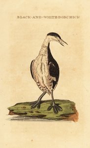 Perkoz rogaty, młody, Podiceps auritus autorstwa George (after) Edwards