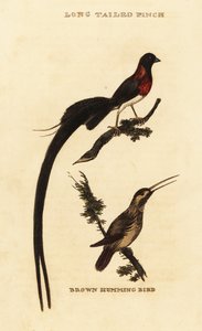 Raj długoogoniasty dlaczego, Vidua paradisaea i koliber rdzawy, Selasphorus rufus autorstwa George (after) Edwards