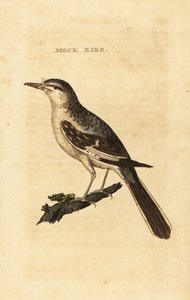 Przedrzeźniacz północny , Mimus polyglottos
