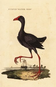 Purpurowy byczek , Porphyrio porphyrio autorstwa George (after) Edwards