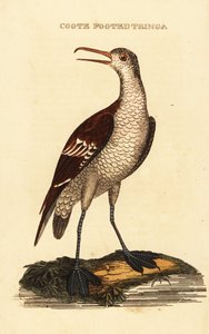 phalarope czerwonoszyjki , Phalaropus lobatus autorstwa George (after) Edwards