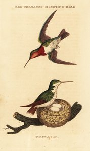 Koliber rubinobrody , Archilochus colubris autorstwa George (after) Edwards