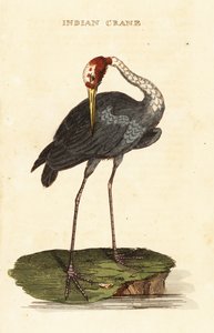 Żuraw Sarus, Antygona Antygona autorstwa George (after) Edwards